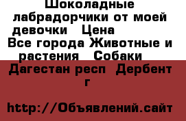 Шоколадные лабрадорчики от моей девочки › Цена ­ 25 000 - Все города Животные и растения » Собаки   . Дагестан респ.,Дербент г.